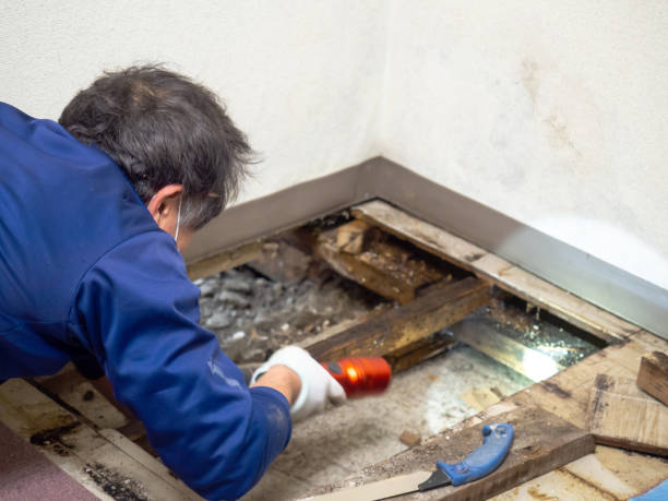 Best Local Mold Removal Service  in Littleton Common, MA