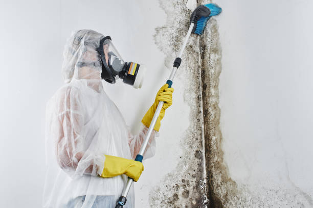 Best Black Mold Removal  in Littleton Common, MA