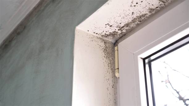 Best Mold Remediation Services  in Littleton Common, MA