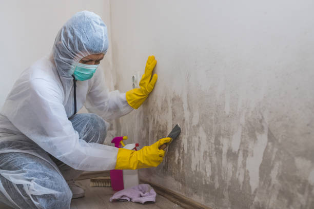 Best Attic Mold Removal  in Littleton Common, MA