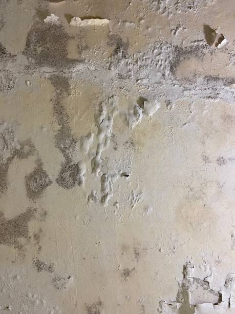 Best Mold Remediation  in Littleton Common, MA