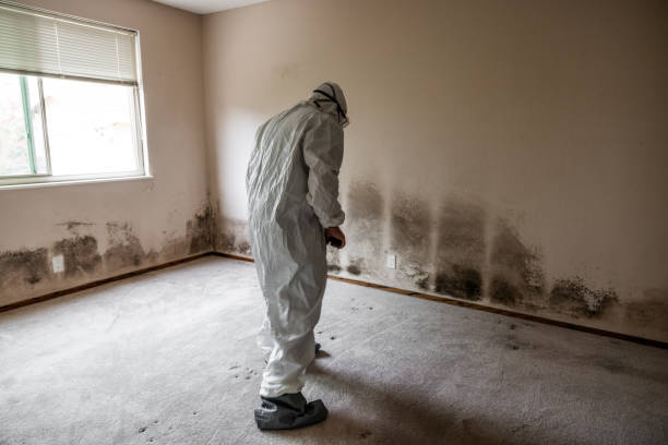 Best Office Mold Removal Services  in Littleton Common, MA