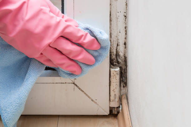 Best Commercial Mold Removal  in Littleton Common, MA